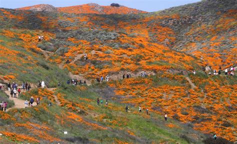 Lake Elsinore Reopens After The Superbloom Became A Poppy Pocalypse