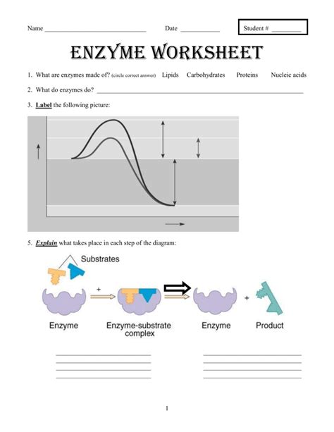 Https://tommynaija.com/worksheet/enzymes Worksheet Answers Pdf