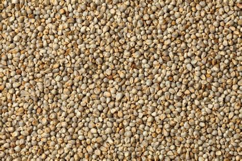 Growing Pearl Millet Bajra Organically In Rajasthan Step By Step