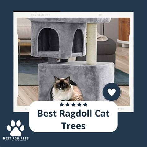 The 14 Best Ragdoll Cat Trees Of 2022