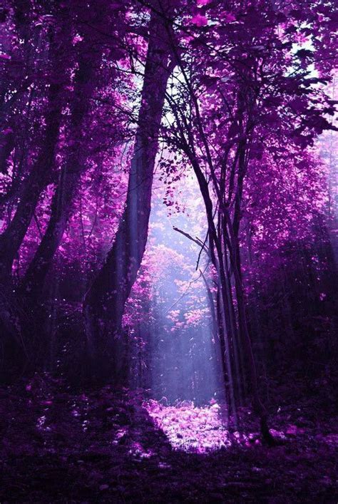 Pin By Xtinanavs On Beautiful Scenery Purple Trees Purple Aesthetic