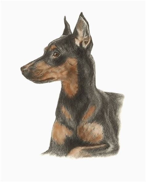 5x7 Or 8x10 Min Pinminiature Pinscher Dog Drawing Art Etsy Pet