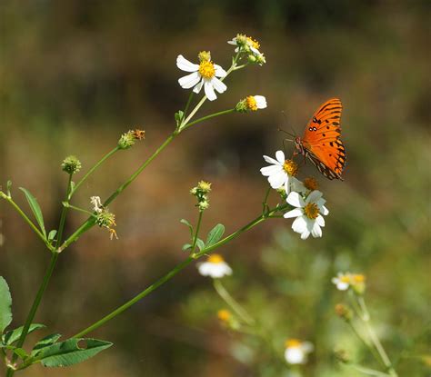 Butterfly On Widflower Photograph By Sandy Keeton Fine Art America