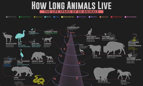 Top 114 Which Animal Live Long Time Electric