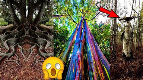 10 Most Amazing Trees Around The World Never Seen Before Top