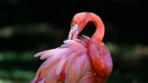 Download Wallpaper 1920x1080 Pink Flamingo Flamingo Bird Beak