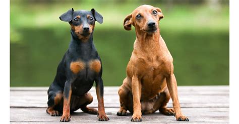 Miniature Pinscher Dog Breed Complete Guide Wiki Point