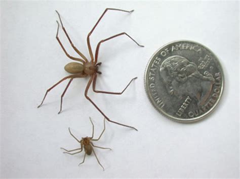 The Brown Recluse Or Violin Spider Hubpages