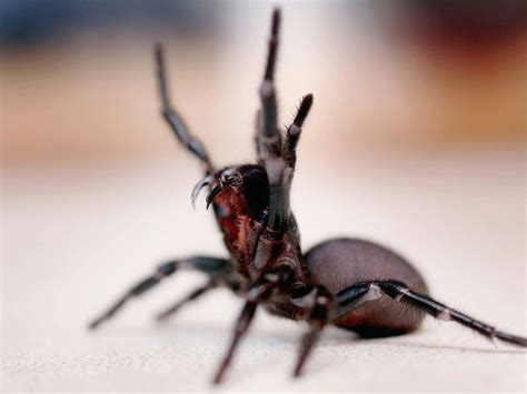 The Most Dangerous Creatures In Australia Untravel Blog