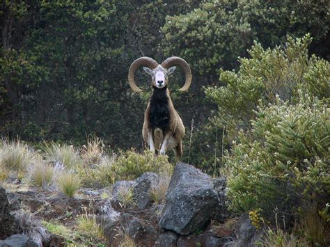 A Large Male Mouflon Sheep Stares Head On At The Camera Of Dr Steven