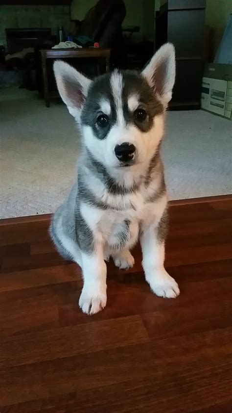 If you would like to share a photo of your puppy, however, we ask that you either do it in the weekly photo thread or at 1 week since her spay at 6.5 months old. Finally got our 7 week old husky puppy to sit still long ...