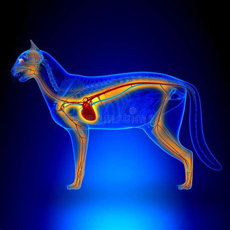 Kota Serce Anatomia Krążeniowy System Obraz Stock Obraz Złożonej Z