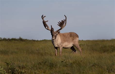 How Are The Relocated Grey Islands Caribou Doing Nl Wildlife Hopes
