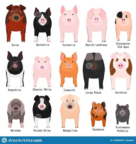 Pig Breeds Chart With Breeds Name Stock Vector Illustration Of