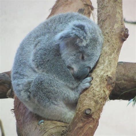 Koalaaustralianaustraliamarsupialaustralian Marsupialkoala Bear