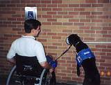 Most Common Service Dogs Images