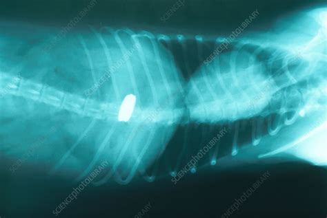 Swallowed Coins In Dog Stomach Stock Image C0094273 Science
