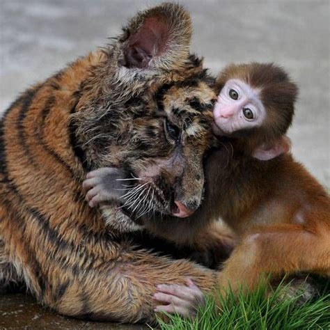 19 Unlikely Animal Best Friends That Are Too Cute For Words