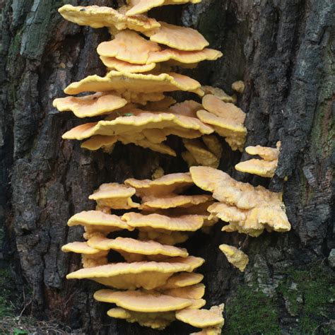 Fall Wild Mushrooms Add Variety Michigan Blue Magazine