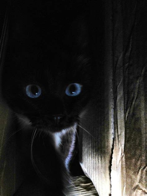 Stealth Animals Black Cat Cats