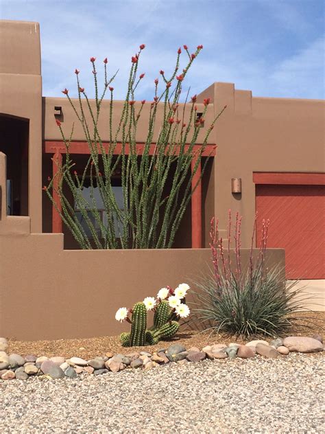 Ocotillo Cactus Yucca Plants Succulents Planting Flowers