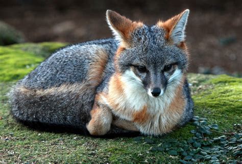 The Climbing Grey Fox — The Naturalists Notebook