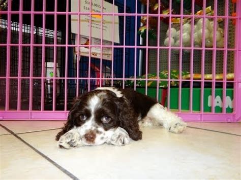 Happytail puppies is a close knit group of friends and families that are committed to breeding and adopting out the healthiest and happiest puppies. Cocker Spaniel, Puppies, Dogs, For Sale, In Charlotte ...