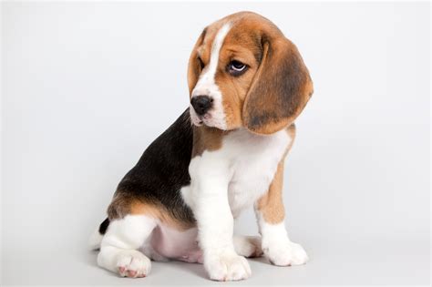 Dog Beagle Puppy Animals Wallpapers Hd Desktop And Mobile Backgrounds