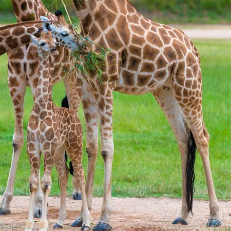 Young Baby Giraffe With Its Mother Stock Image Image Of Nature