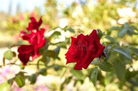 Beautiful Red Rose Bush Stock Photo Image Of Romantic 105436802