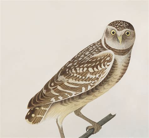 Reimagining The Burrowing Owl Audubon