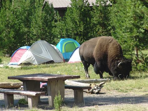 where should i camp in yellowstone just ahead