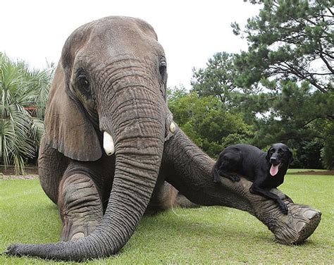 15 Of The Most Unusual Animal Friendships That Will Melt