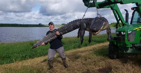 900 Pound Cattle Eating Gator Killed In South Florida Outdoor Life