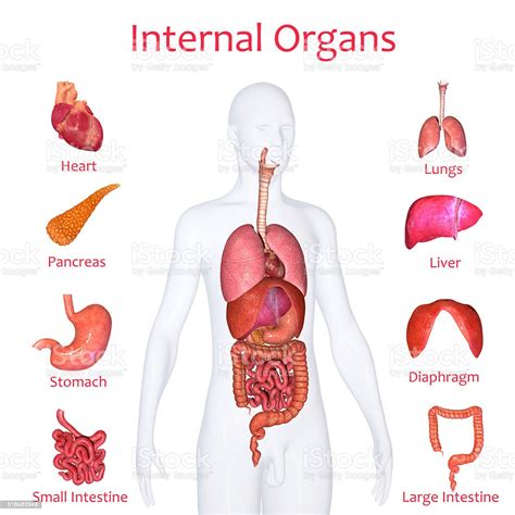 Órganos Internos Foto De Stock Y Más Banco De Imágenes De Abdomen Istock