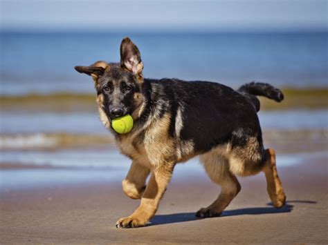 9 Amazing Facts About German Shepherd Dogs American Kennel Club