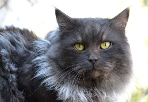 18 Siberian Cat Black Smoke Furry Kittens