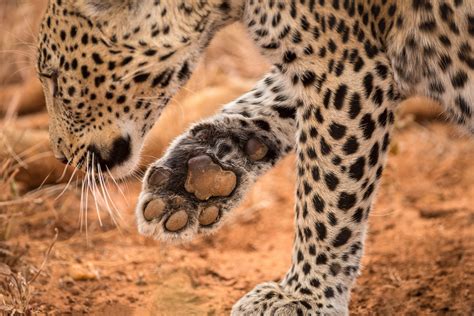 Explained Cheetah Vs Leopard — Viatu