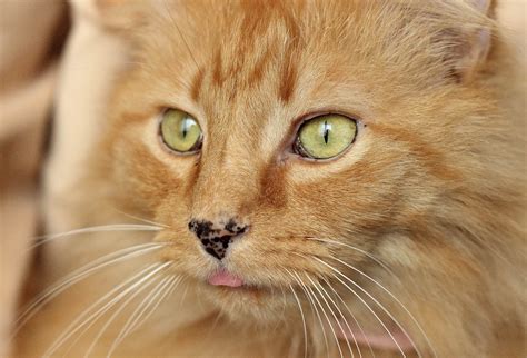 Black Spots Lentigo On Cat Gums Nose And Eyelids Cat World