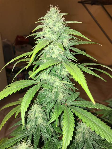 7 Tips And Tricks To Maximize Yields In Autoflowers By Fast Buds Team