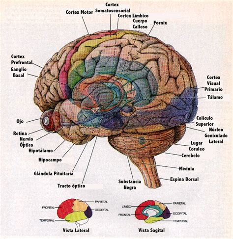 El Cerebro Humano Experimentemos
