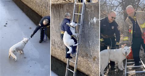 Firefighter Rescues Dog Trapped In A Frozen Pond Scoop Upworthy