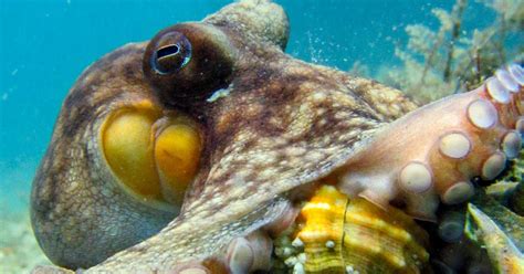 What Do Octopus Eat Octonation The Largest Octopus Fan Club