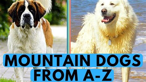 All Mountain Dog Breeds List From A To Z Youtube