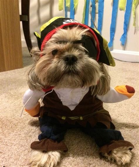 60 Cute Shih Tzu Dogs In Halloween Costumes The Paws