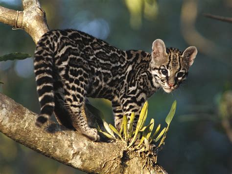 Margay Margay Tiger Cat 7 Funny Cat Wallpapers Pictures Images