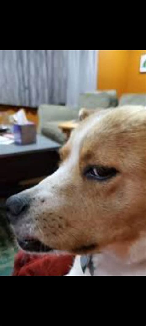 Angry Dog Meme Growl Hd Phone Wallpaper Pxfuel