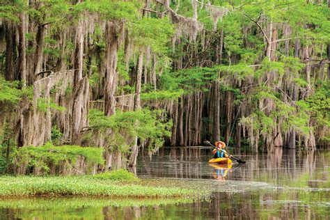 Water Weed Devouring Weevils Helping Clear Up Caddo Lake
