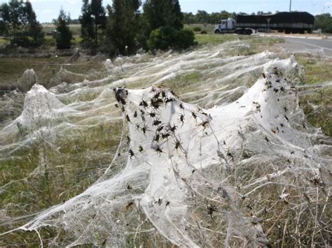 Raining Spiders In Goulburn Australias Freak Event Explained