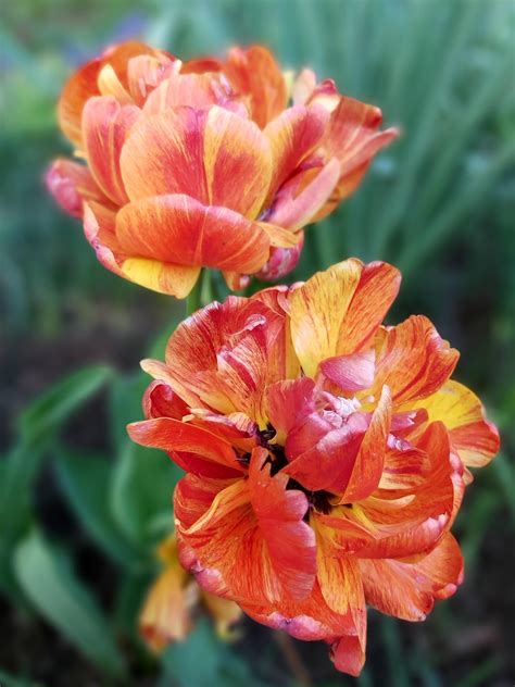 Tulip Double Late Gudoshnik Double Pre Order For Fall 2024 From Leo